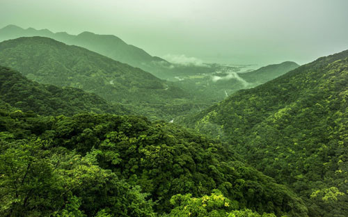 Đảo xanh rì. Một trong những hòn đảo của quần đảo Ōsumi ở miền nam Nhật Bản, Yakushima được trao di sản thế giới vào năm 1993 nhờ cánh rừng nhiệt đới cổ xưa độc đáo với những cây tuyết tùng khổng lồ. Hàng năm, nơi đây đón khoảng 300.000 du khách đến thăm để đắm mình trong cảm giác xanh rì của nó.