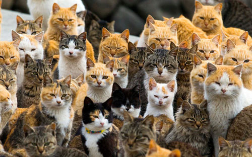 Đảo mèo tashirojima. Người dân địa phương tin rằng mèo sẽ mang lại sự giàu có và may mắn cho nên mèo được nuôi rất nhiều ở đây. Hòn đảo kỳ lại ở Nhật Bản này còn có một ngôi đền nhỏ gắn 51 viên đá hình mèo. Những chú chó đều bị cấm tiệt nuôi ở vùng này.
