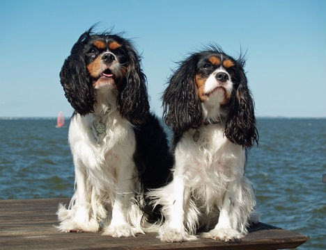 5. Chó Cavalier King Charles Spaniel có não to hơn cả hộp sọ: Giống chó Cavalier King Charles Spaniel có bộ não to hơn hộp sọ của chúng. Giống chó này đang là vật nuôi phổ biến ở Mỹ, và có một sự thật mà ít người biết đến là não của loài vật này thậm chí còn to hơn cả hộp sọ của chúng.
