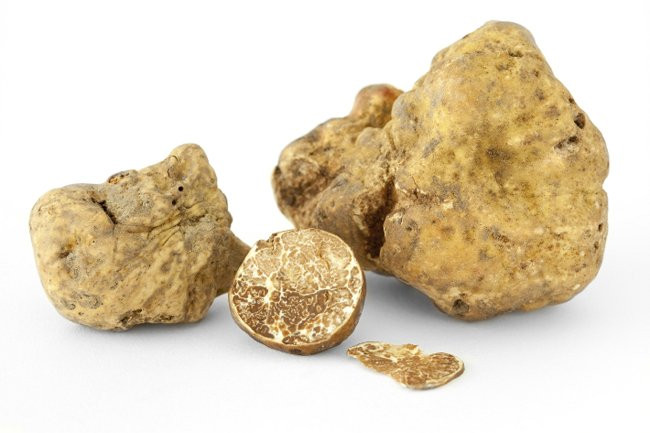 Nấm truffle trắng được xem là loài nấm quý hiếm, bởi nó hiếm như kim cương và quý hơn vàng nhờ vị ngọt lạ rất đặc trưng mà không một loại nấm nào trên thế giới có được.