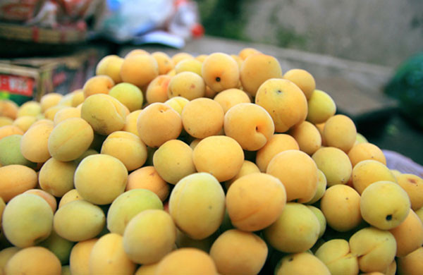 Mơ Hương Tích còn có cái tên “độ nhị mai” bởi nét đặc biệt một năm trổ bông hai lần và cho hai lần quả. Mơ là loại quả có giá trị dinh dưỡng cao, không những là loại thuốc quý giúp tăng sức đề kháng và chống lại các tác nhân gây hại cho cơ thể về các bệnh tim mạch mà mơ còn có tác dụng làm đẹp và giảm cân. Người ta thường ngâm rượu mơ làm thuốc, ngâm mơ lấy nước uống giúp thanh nhiệt mùa hè.