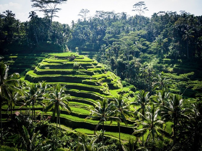 Nhiều du khách cho rằng cách tốt nhất để trải nghiệm một nơi bình yên như Ubud, Bali... là đi một mình. Như thế, bạn sẽ có cơ hội ngắm nhìn những ruộng lúa, rừng khỉ thiêng. Đây cũng là một trong những địa điểm spa nổi tiếng nhất thế giới. Đừng bỏ lỡ cơ hội nuông chiều bản thân khi tới Bali.