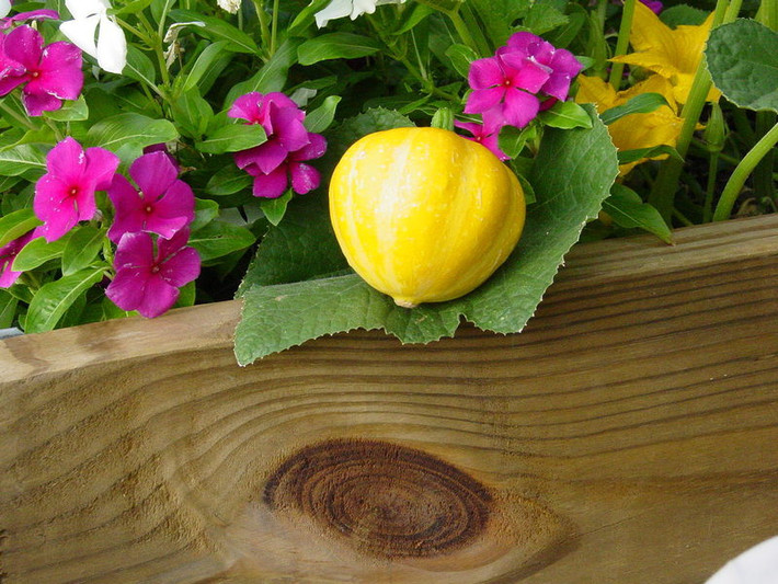 Khác với các giống bí cho quả to khác, bí đao chanh (Lemon Squash) lại có kích thước hình tròn nhỏ, hình dáng và màu sắc giống như những quả chanh.