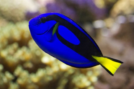 Regal Tang tại Việt Nam còn được gọi là cá đuôi gai vì chúng thuộc họ cá đuôi gai. Chúng còn có những tên gọi khác như là blue tang, surgeonfish ,… Loài cá có màu sắc rực rỡ này trở nên phổ biến sau khi bộ phim hoạt hình “đi tìm nemo – Finding Nemo” được công chiếu. Giống như nhiều loài cá cảnh khác, chúng được tìm thấy trong các rạn san hô Đông Thái Bình Dương. Mặc dù chúng khá phổ biến nhưng chúng là một loài cá yếu và rất dễ bị nhiễm trùng.