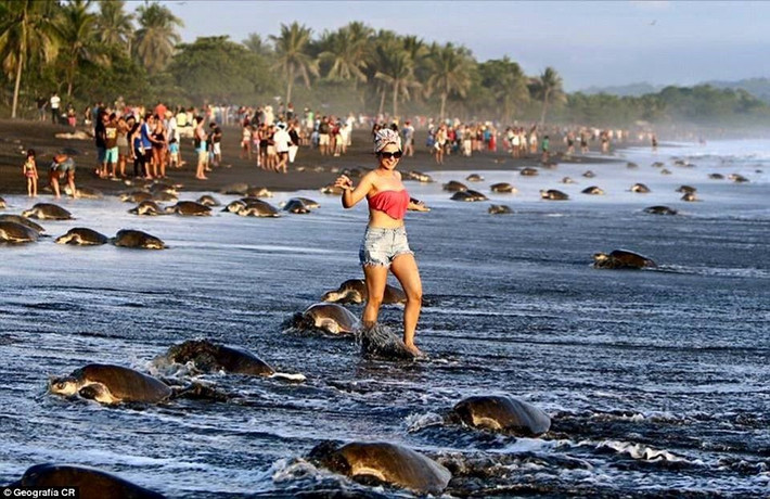 Rùa biển đang bị đe dọa nghiêm trọng khi tới bờ biển Ostional Wildlife Refuge ở Costa Rica để đẻ trứng do quá đông du khách hiếu kỳ tới xem. Cảnh rùa biển leo bờ đẻ trứng ồ ạt rất gây thu hút. (Nguồn: CCTVNews)
