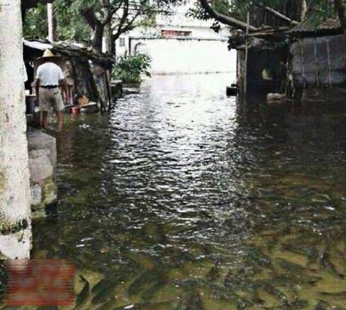Ngập gì chứ ngập cá thế này thì các bà nội trợ cứ gọi là mong.