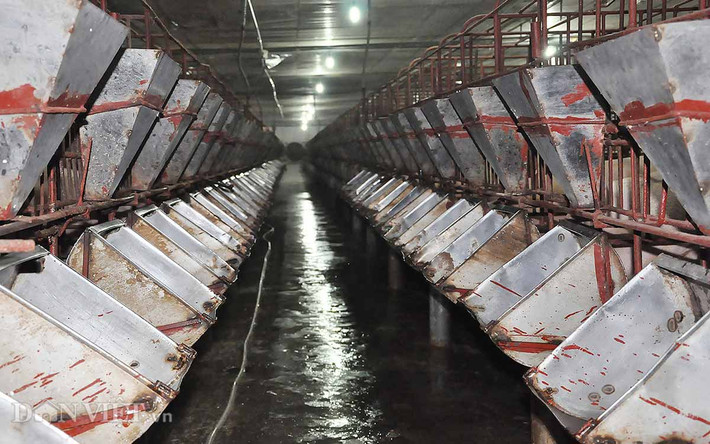 Hệ thống máng ăn: Các máng ăn trong khu nuôi lợn nái cũng được lắp đặt đồng bộ bằng các máng sắt, được vệ sinh 24/24,đảm bảo thuận tiện, an toàn khi cho lợn ăn.