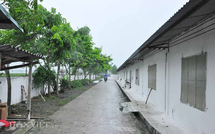 Đường chạy bao quanh: Các khu đường chạy trong trang trại được đổ bê tông, phủ mát bằng không gian xanh của các tán cây sấu, sưa. Với việc thiết kế chuồng nuôi theo kiểu tầng cao này không chỉ đảm bảo không khí thoáng đãng, an toàn dịch bệnh mà còn tiết kiệm được chi phí đầu tư về dịch bệnh, giảm được nhân công đi rất nhiều so với cách nuôi truyền thống.