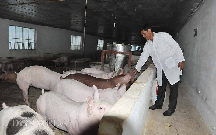 Khu nuôi lợn thương phẩm: Khu chuồng nuôi lợn thương phẩm nằm ở các tầng 1 được được xây cao, cách ly với mặt đất bằng nền bê tông dày. Khu này, ông tách riêng hẳn nên rất thuận cho việc chăm sóc nuôi dưỡng. Cái được lớn mà ông thấy khi nuôi lợn trên chuồng tầng cao là hạn chế được dịch bệnh do nuôi ở trên cao khí hậu thoáng mát hơn, giảm hẳn được ô nhiễm môi trường trong chuồng nuôi.