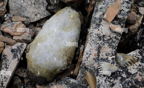 Sau khi nhồi những chú chim còn nguyên lông, đầu, chân cánh và nội tạng, người ta sẽ khâu kín miệng túi da.