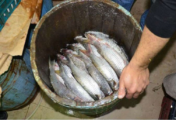 Cá đối ủ muối đạt chuẩn sẽ có màu xám tái và mùi hôi nồng. Ngược lại, nếu tỷ lệ cá, muối hoặc quá trình ủ muối không đảm bảo sẽ khiến cá chết trong nước, vi khuẩn gây ngộ độc sẽ phát tán trong môi trường ủ cá.