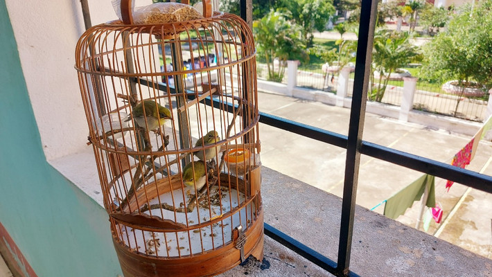 Học viên nuôi chim trong phòng sinh hoạt chung.
