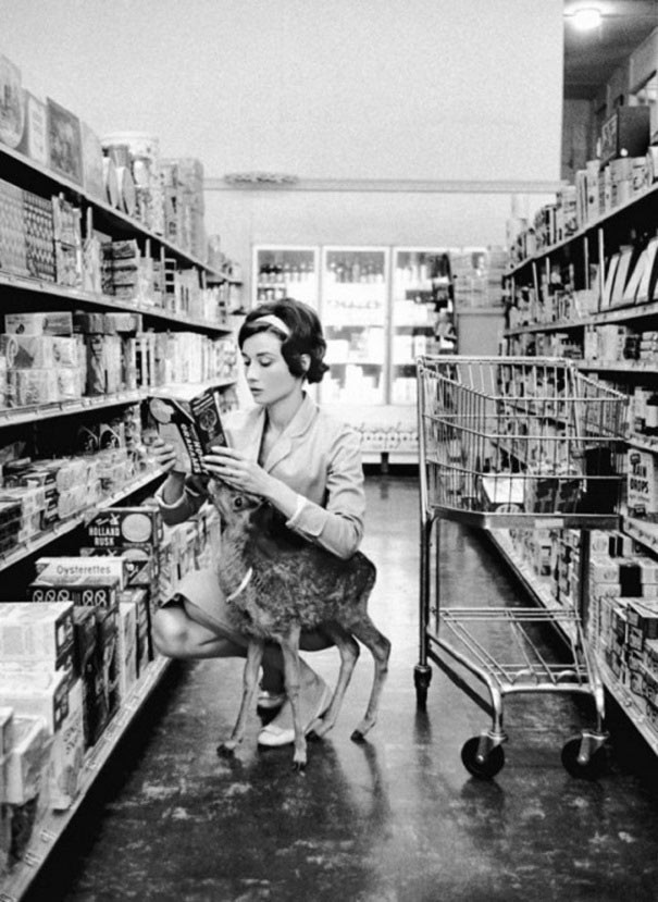 Năm 1959, khi quay phim "Green Mansions", Audrey Hepburn đã được chủ nhân của chú nai tặng con nai nhỏ Pippin và từ đó Pippin trở thành thú cưng của bà. Audrey quấn quýt với chú nai tới nỗi Pippin tưởng bà là mẹ nó. (Ảnh: oddee)