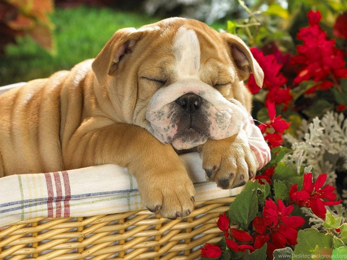 Tuổi Tuất thẳng thắn dễ làm mất lòng lãnh đạo, thậm chí bị mất việc. Quá phô trương, con giáp tiêu xài hoang phí khiến tài chính sa sút.