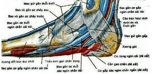 Chỉ cần bạn day bấm huyệt này mỗi ngày 2 lần, mỗi lần 10 phút với một lực cực mạnh. Các lương y Trung quốc đã thử nghiệm bài huyệt này cho các trường hợp béo phì và kết quả đã giảm béo được đáng kể mà không có bất kỳ tác dụng phụ nào cả. Ảnh: Zingnews.