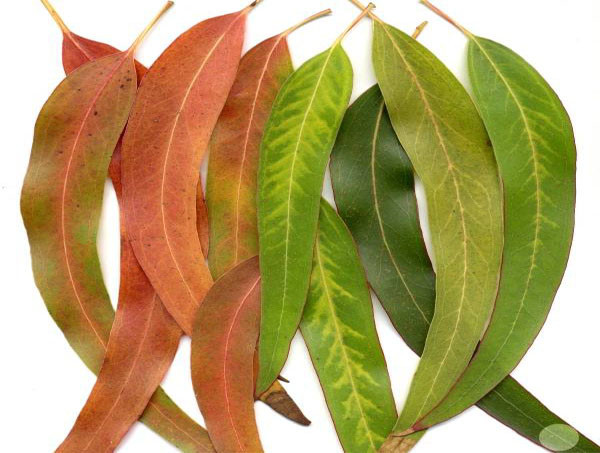 Dầu khuynh diệp. Dầu khuynh diệp chứa 1 hỗn hợp gọi là cineole – đây là một loại chất tốt cho mũi và kháng viêm cho hệ hô hấp. Khuấy 1 và giọt dầu khuynh diệp vào trong 1 muống dầu olive. Thoa dầu này trên những vùng da nhạy cảm sưng phồng trên mặt của bạn và thoa một ít lên hai cạnh của khoang mũi sao cho bạn có thể hít thở trong hơi nước mát.