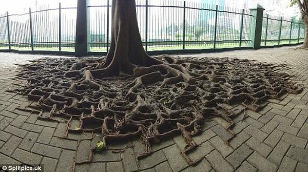 Rễ cây mọc lên cả vỉa hè, tạo thành hình thù kỳ quái như những thước phim kinh dị. Thêm 1 cây phượng bật gốc trong sân trường | VTC Now. Nguồn: Youtube