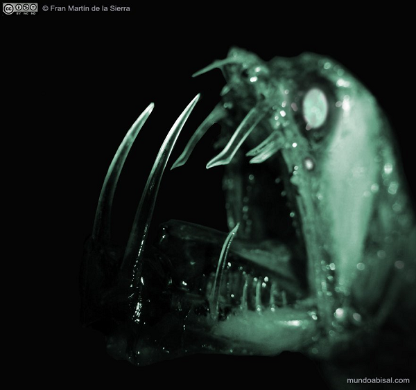 Cá rồng đen Idiacanthus atlanticus còn được gọi là rắn biển, là một trong những loài thủy quái phát sáng đáng sợ nhất đại dương. Chúng thường sống ở dưới mực nước 2.000 m.