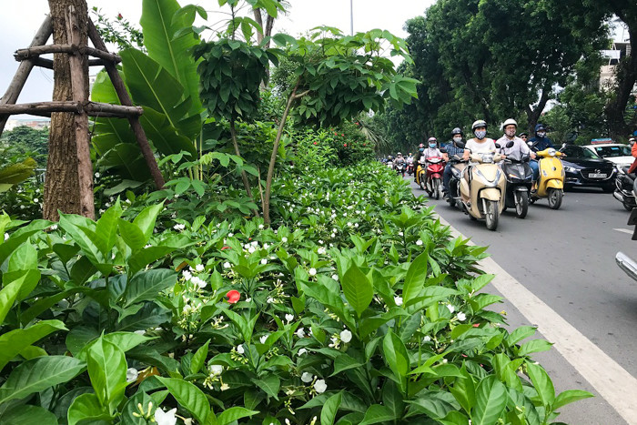 Đường Láng cũng được phủ trắng tinh bởi dải hoa nhài kéo dài từ nút giao Trần Duy Hưng tới đường Lê Văn Lương.