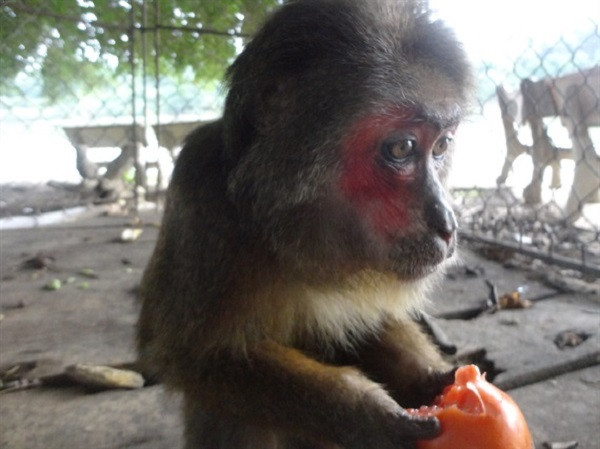 Khỉ mặt đỏ có tên khoa học Macaca arctoides, thuộc họ khỉ Cercopithecidae. Chúng sống ở các khu rừng thấp ở khu vực Nam Á và Đông Nam Á, tại Việt Nam được tìm thấy chủ yếu ở các tỉnh miền Trung.