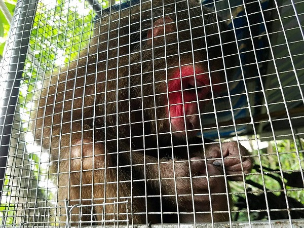 Hiện khỉ mặt đỏ Macaca arctoides được đưa vào Sách đỏ Việt Nam, thuộc nhóm IIB, được quy định trong Danh mục động vật rừng nguy cấp, quý hiếm.