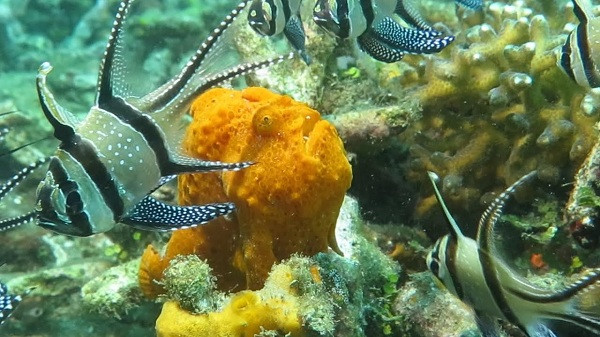Tuy nhiên, một số loài cá cóc- họ hàng của cá ếch thuộc họ Batrachoididae có thể có độc và được khuyến cáo không nên ăn.