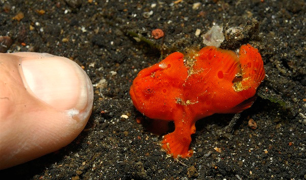 Loài cá không biết bơi này còn được gọi là cá thợ câu (anglerfish), thuộc Bộ Cá vây chân Lophiiformes. Chúng sống ở khắp các vùng biển nhiệt đới và cận nhiệt đới trên thế giới.