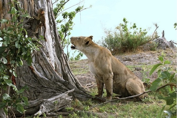 Khỉ đầu chó con rơi vào tầm ngắm của sư tử khi cố gắng leo lên cây để chạy trốn. Những tưởng cuộc đời ngắn ngủi của nó kết thúc tại đây.