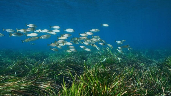 Thảm cỏ biển kéo dài mười dặm gần khu vực biển Tây Ban Nha đã tồn tại đến 200.000 năm. Loài này được xếp hạng là sinh vật lâu đời nhất trên Trái Đất.