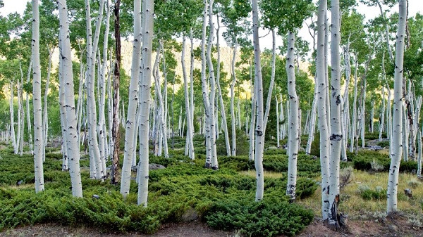 Rừng liễu ở Utah, Mỹ gồm gần 50.000 cây trông giống hệt nhau này đã tồn tại trên Trái Đất gần 80.000 năm.