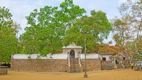 Cây bồ đề biểu tượng cho trí tuệ và sự giác ngộ của Đức Phật ở Ấn Độ đã không còn từ lâu. Sau đó một nhánh cây được đem đến Sri Lanka trồng trong Vườn Mahamewna ở Anuradhapura và sống xanh tốt cho đến bây giờ.