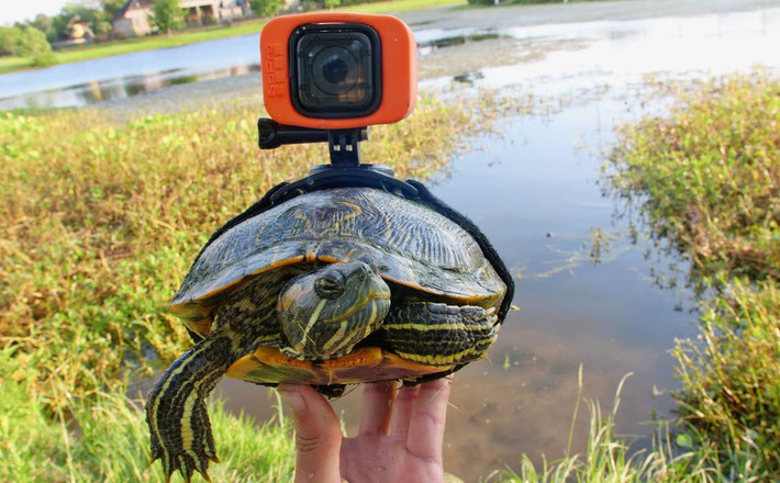 Các kỹ sư ở Phòng Thí nghiệm công nghệ thám hiểm của National Geographic vẫn đang không ngừng mày mò để tìm ra những giải pháp ghi hình động vật ngay trong quần thể của chúng.