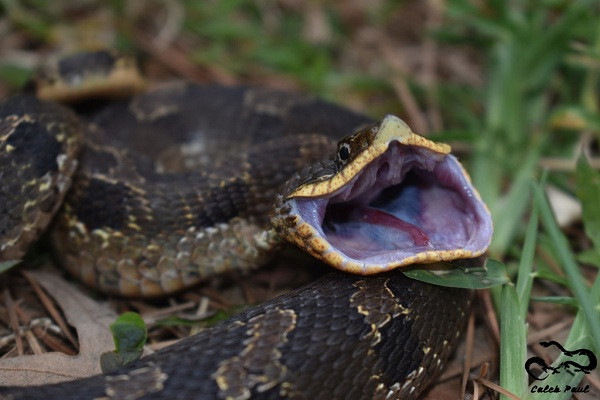 Loài rắn mũi hếch Hognose Snake có tính cách rụt rè và thích đào đất cát, ẩn mình trong lớp đất, lót nền hoặc hang trú khi trong môi trường nuôi nhốt. Khi chúng bị đe dạo thì loài rắn này sẽ bành cài cổ ra như rắn hổ mang để đe dọa kẻ thù.