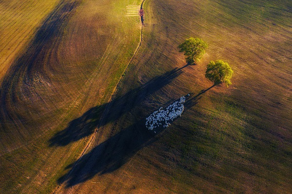 Vẻ đẹp của thiên nhiên kỳ diệu qua ống kính drone của nhiếp ảnh gia Marek Biegalski. Bức ảnh này thắng giải hạng mục phong cảnh, ghi lại khoảnh khắc đàn cừu tránh nắng tại vùng nông thôn Ý sau hai bóng cây duy nhất.