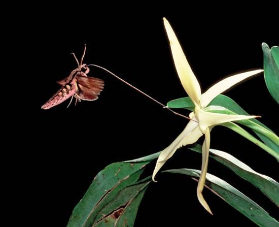 Sâu bướm diều hâu có tên khoa học là Xanthopan Morganii Praedicta. Đây là loài động vật được mệnh danh là loài sở hữu chiếc mũi “huyền thoại” nhất trong lịch sử khoa học. Ảnh: pinimg.