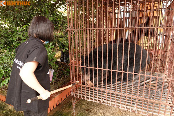 Ngày 21/4 vừa qua, Tổ chức Động vật Châu Á với sự hỗ trợ của Hạt kiểm lâm Giao Xuân Hải, tỉnh Nam Định thực hiện giải cứu thành công ba cá thể gấu ngựa Việt Nam. Chuyến cứu hộ đặc biệt diễn ra đúng thời điểm cả nước đang giãn cách xã hội vì COVID-19.