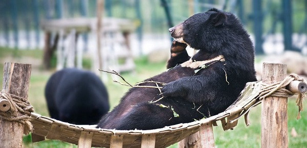 Các thiết bị y tế hiện đại như máy theo dõi gây mê, máy siêu âm và phòng xét nghiệm luôn được trang bị để tạo điều kiện khám chữa bệnh tốt nhất cho gấu.