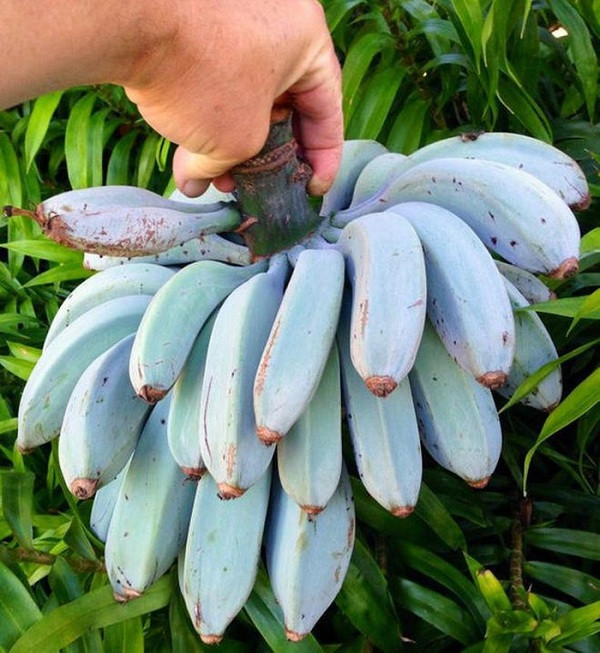 Người dân Hawaii còn gọi nó là Ice Cream Banana cũng vì lý do này.