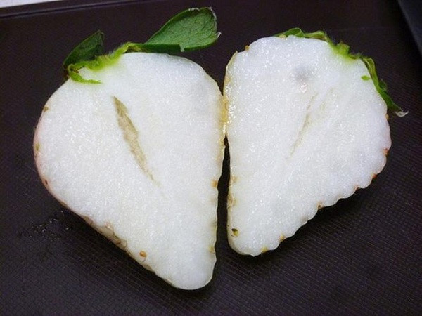 Loại dâu này có màu trắng từ trong ra ngoài, giá trị dinh dưỡng cao, được giới nhà giàu săn lùng nên có mức giá ''trên trời'', trung bình từ 200 nghìn đồng/quả (giá bán tại Nhật Bản).