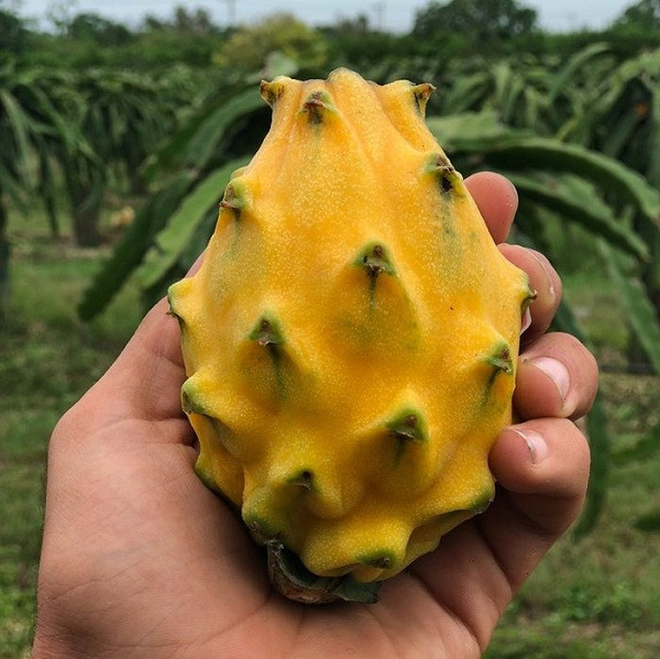 Hình dáng và màu sắc kỳ lạ nhưng thanh long vàng lại là một loại quả cực kỳ tốt cho sức khỏe với hàm lượng chất xơ, sắt và vitamin cao.