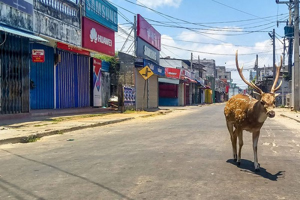Một con nai hoang dã tách đàn đi lang thang ở Sri Lanka được người dân địa phương chụp lại