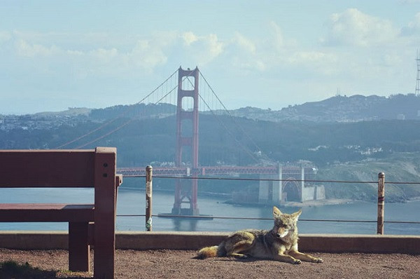 Bức ảnh chụp một con sói ở San Francisco dưới ống kính zoom từ trong xe của nhiếp ảnh gia