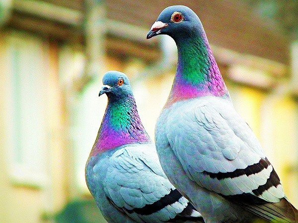Các loài chim có siêu năng lực đặc biệt so với đa phần các loài động vật và thậm chí cả con người, đó là nhìn thấy các màu sắc mà con người không thể thấy được. Các tế bào hình nón thuộc võng mạc của chim rất nhạy bén với các tần số ánh sáng tia cực tím, đặc biệt là chim bồ câu.