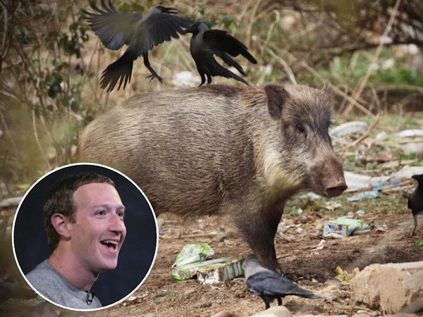 Tuy nhiên ít ai biết rằng, bên cạnh thói quen đó, Mark Zuckerberg vẫn có niềm đam mê đặc biệt với săn bắn. Tờ Business Insider từng dẫn chứng về việc Mark vẫn duy trì sở thích này, thậm chí dành nhiều thời gian hơn để săn lợn rừng.