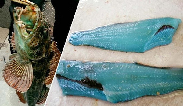 Người ta đã từng bắt được một con cá không chỉ mang vẻ ngoài khác biệt mà ngay cả những thớ thịt bên trong cũng ''dị'' không tưởng. Phải chăng loài cá này đã hút hết màu xanh của đại dương?