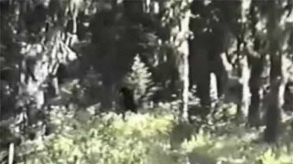 Năm 1994, cựu nhân viên kiểm lâm của Mỹ Paul Freeman khẳng định ông đã tận mắt thấy ''một gia đình Bigfoot'' ở dãy núi Blue Mountain (Washington).
