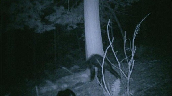Một trong những bức ảnh rùng rợn nhất ghi lại lần xuất hiện của quái vật chân to Bigfoot.Vào năm 2007, thợ săn Rick Jacobs đã gắn camera giấu kín trên cây trong Rừng Quốc gia Pennsylvania để theo dõi sự tồn tại của sinh vật bí ẩn này.