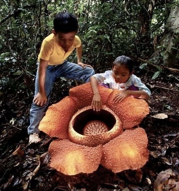 Một trong những bông hoa to nhất thế giới, nhìn thì có vẻ đẹp nhưng lại phát ra mùi hương cực kỳ khó chịu