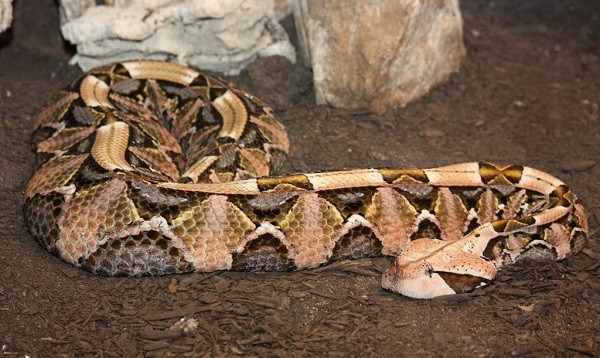 Rắn hổ lục Gaboon thuộc phân họ Viperidae, chủ yếu phân bố ở nơi có độ cao thấp thuộc vùng hạ Sahara (Nam Phi). Nó còn có tên gọi khác như rắn hổ bướm xám, rắn phì rừng rậm, rắn hổ xám Gaboon,...và có khả năng chịu nắng nóng rất tốt.