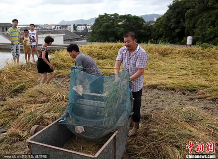 Tuy nhiên, những người nông dân này vẫn tìm thấy những ưu điểm như ruộng không bị xói mòn.
